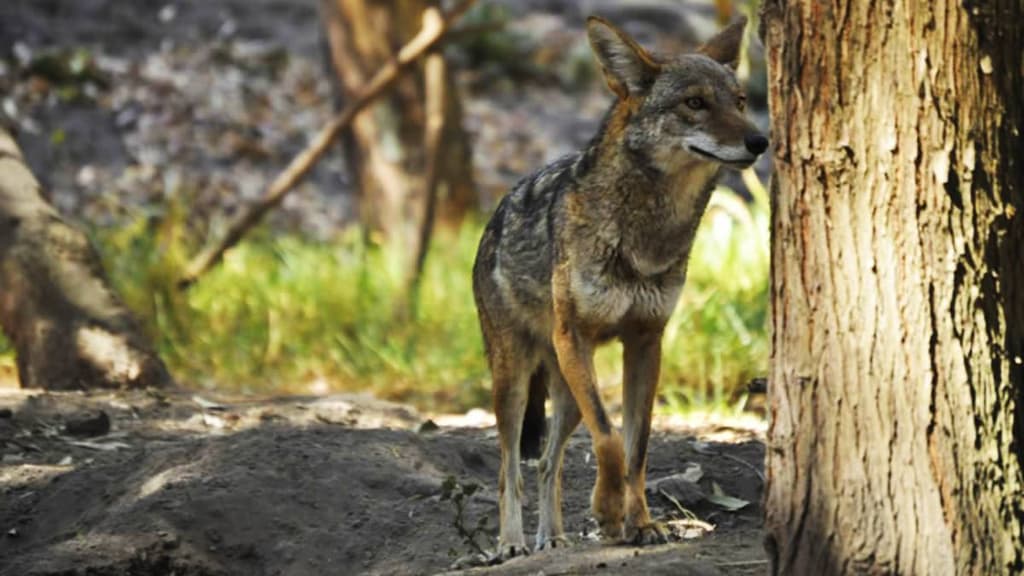 Zoológico Los Coyotes