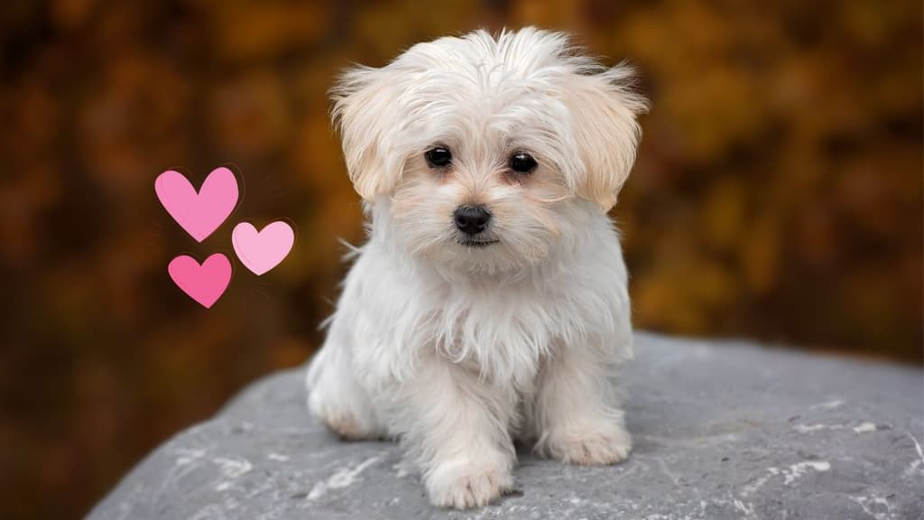 Citas a ciegas con perritos en adopción en CDMX: encuentra el amor verdadero este 14 de febrero