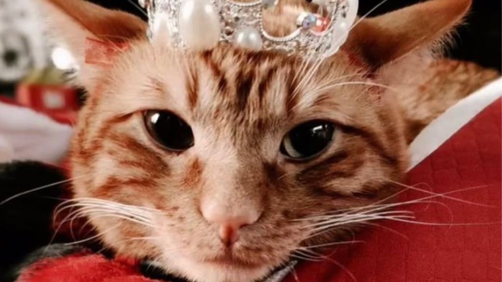 Miau Fest 2025: El lugar ideal para adoptar un gatito y ronronear de felicidad y amor