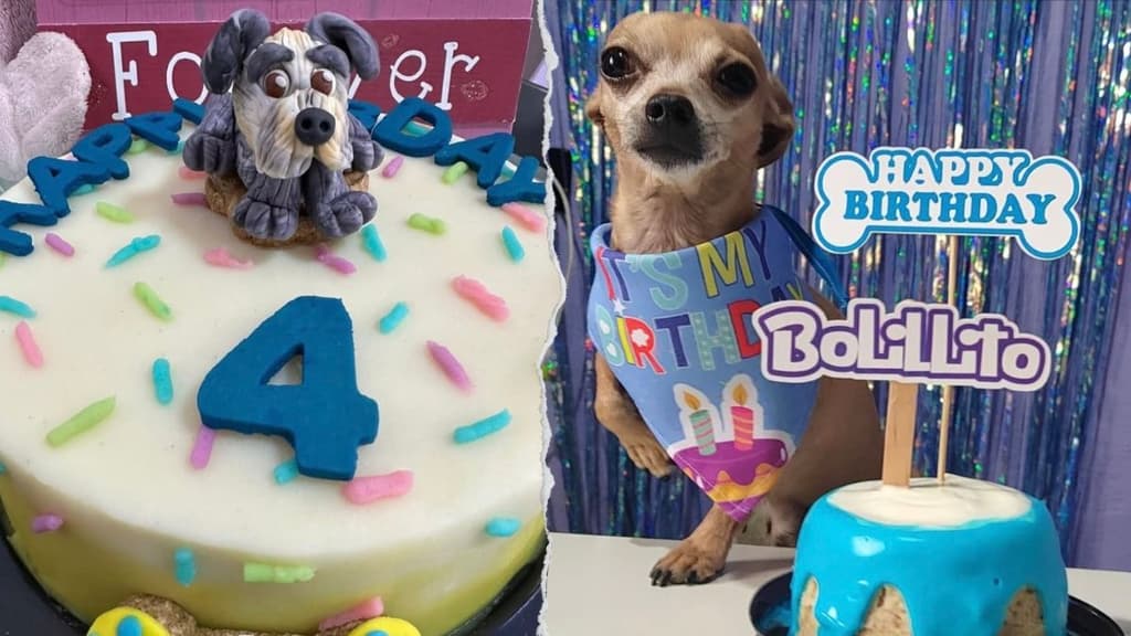 ¿Dónde comprar pasteles para perros en CDMX? Celebra el cumpleaños de tu perrhijo