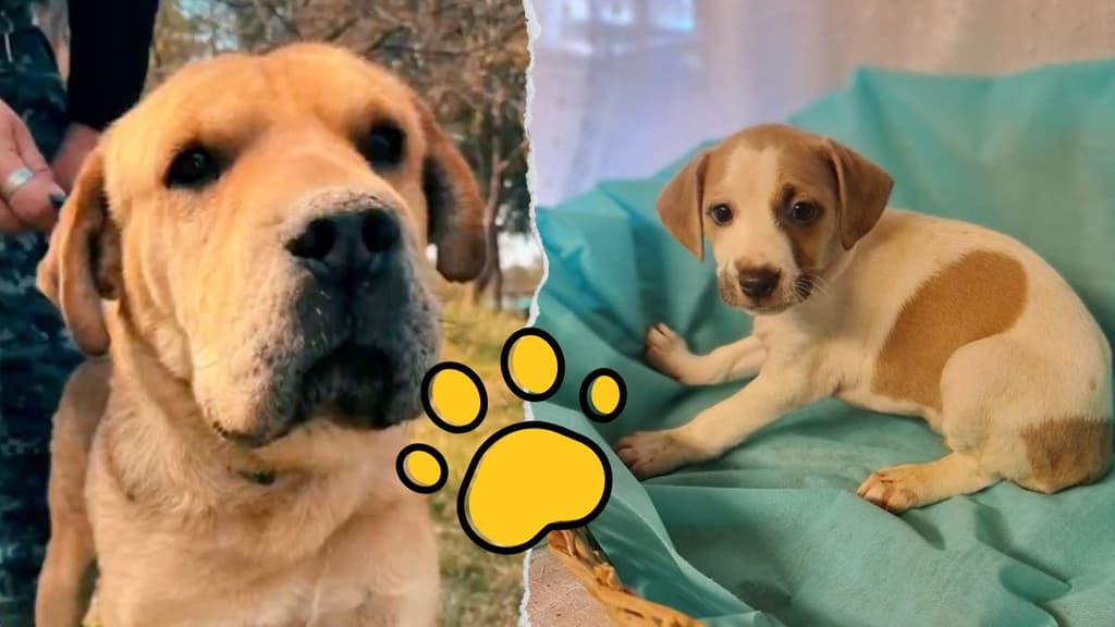 🐾 Adoptatón 2025 en Chapultepec: adopta un lomito o michi y cambia su vida (y la tuya)