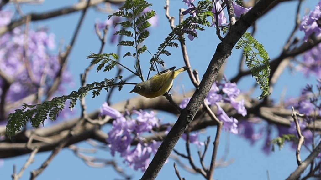Avistamiento de aves en el Bosque de Chapultepec