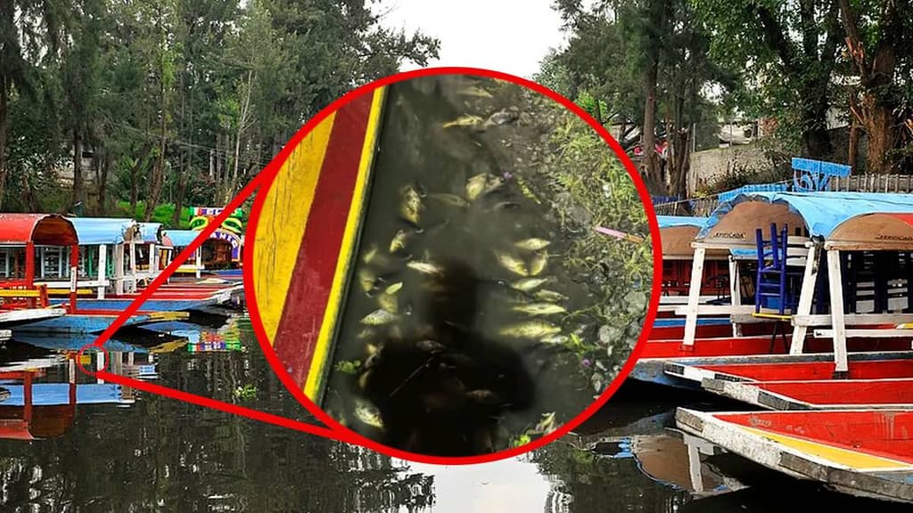 Peces muertos en Xochimilco