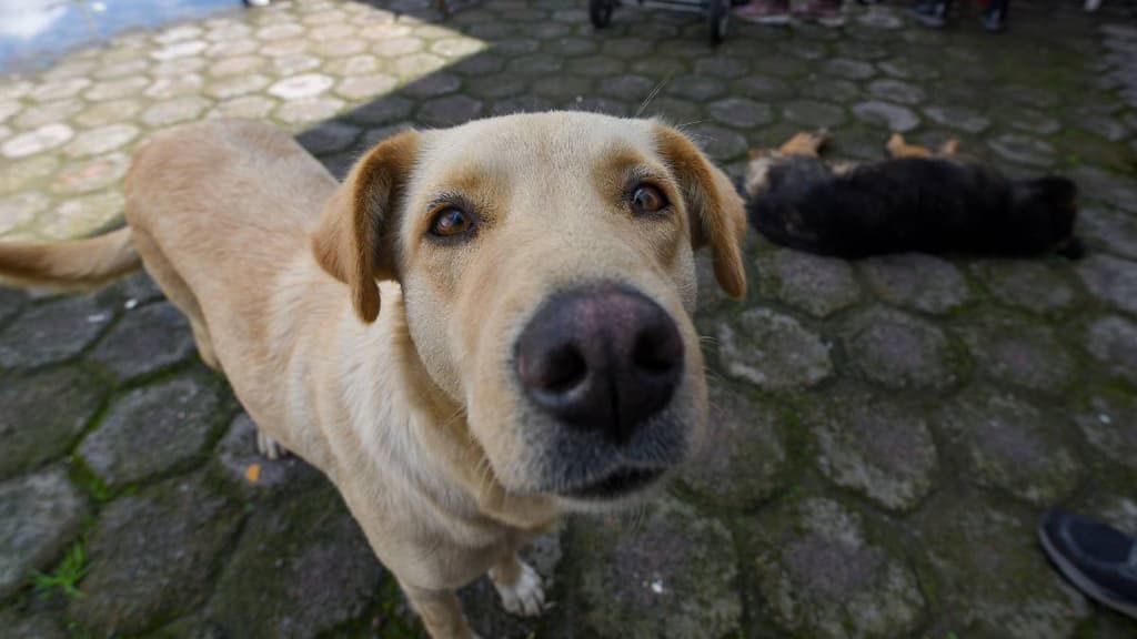 Animales comunitarios en CDMX