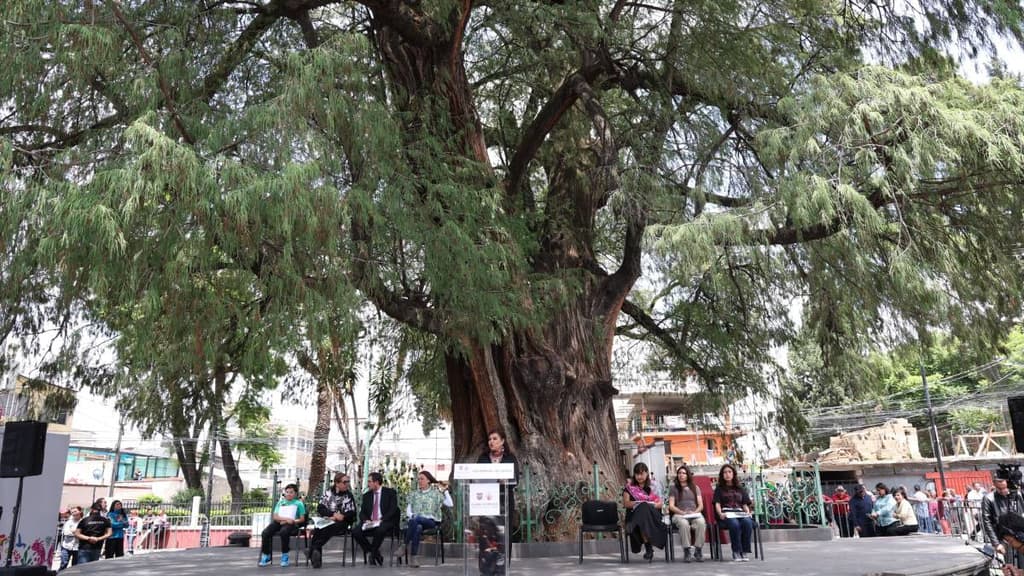 El primero de los árboles patrimoniales de CDMX es un ahuehuete de 700 años de edad.