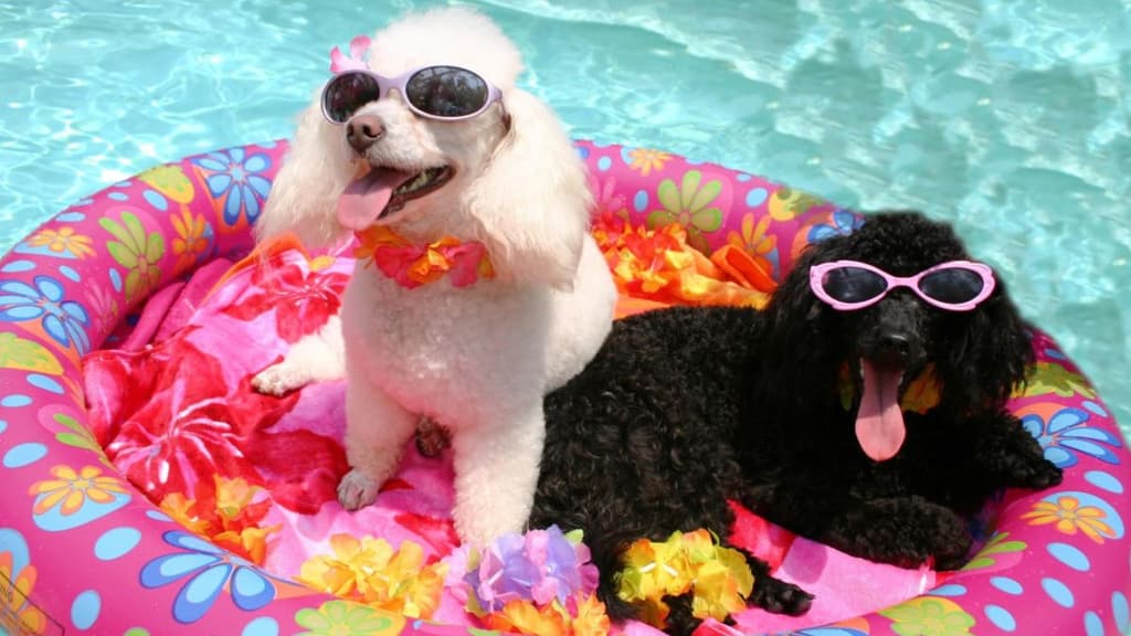 Summer Pool Party para perrhijos en CDMX: alberca, burbujas y diversión por solo $50