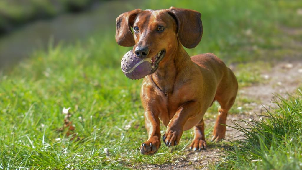 Carrera Amar es Adoptar 2025: corre con tu lomito en CDMX y apoya la adopción