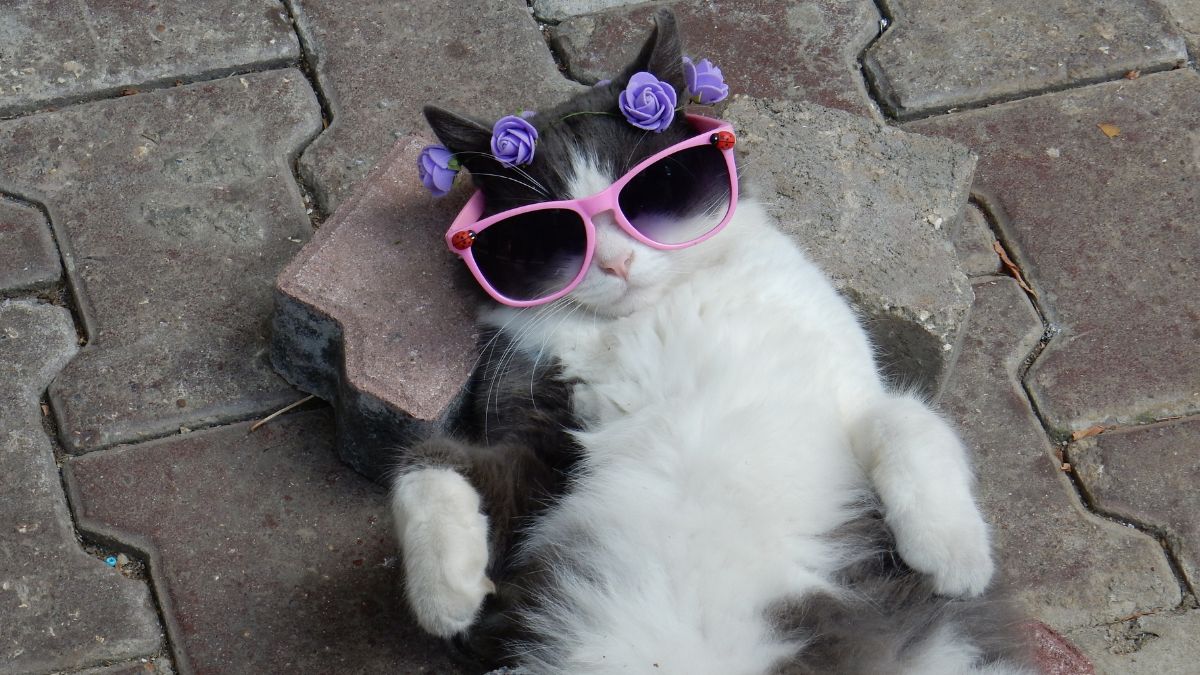 Tomorrow Cat 2025: el plan purr-fecto para los amantes de los michis en CDMX