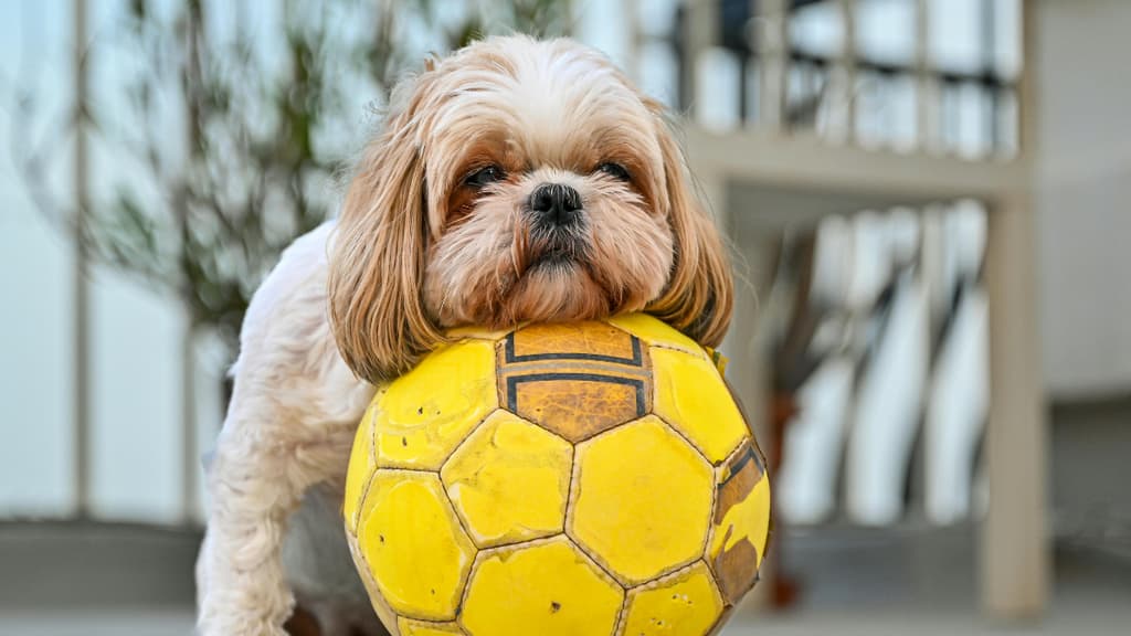 Reunión de Shih Tzus en Chapultepec con disfraces incluidos ¡Ternuritas! | Foto: Canva