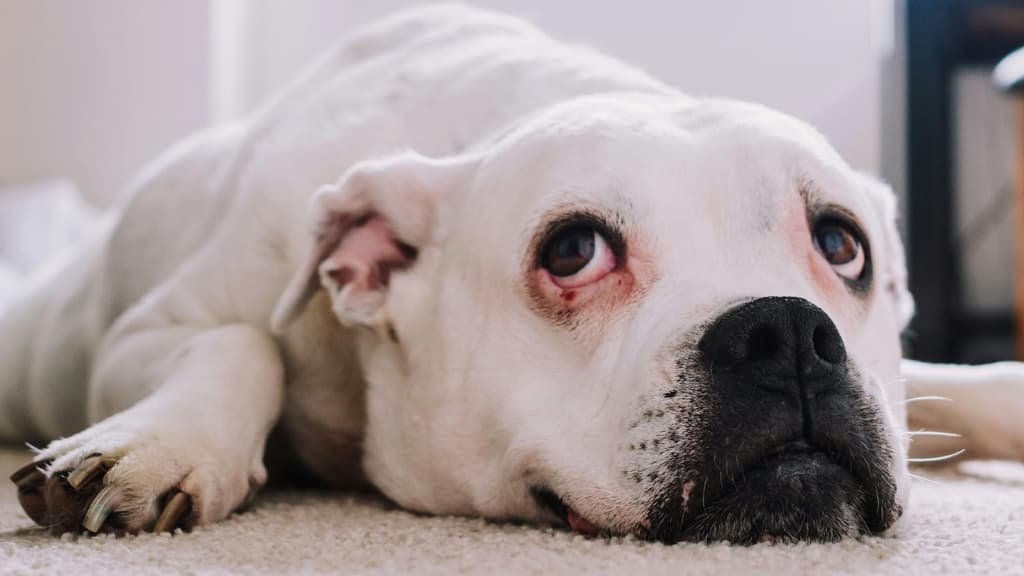 ¿Buscas adoptar un perro o un gato? Ve a esta jornada con pasarela de lomitos y michis en CDMX