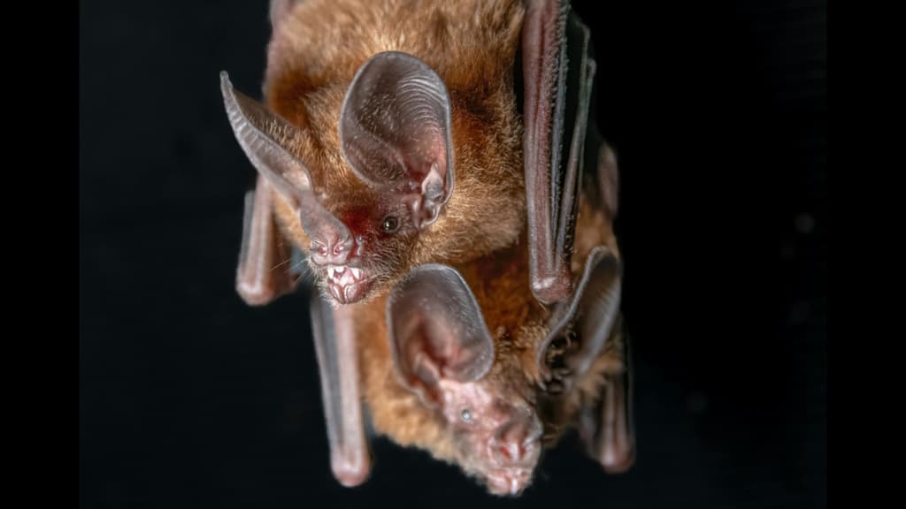 ¿Dónde ver murciélagos en CDMX? Así será el campamento nocturno de diciembre