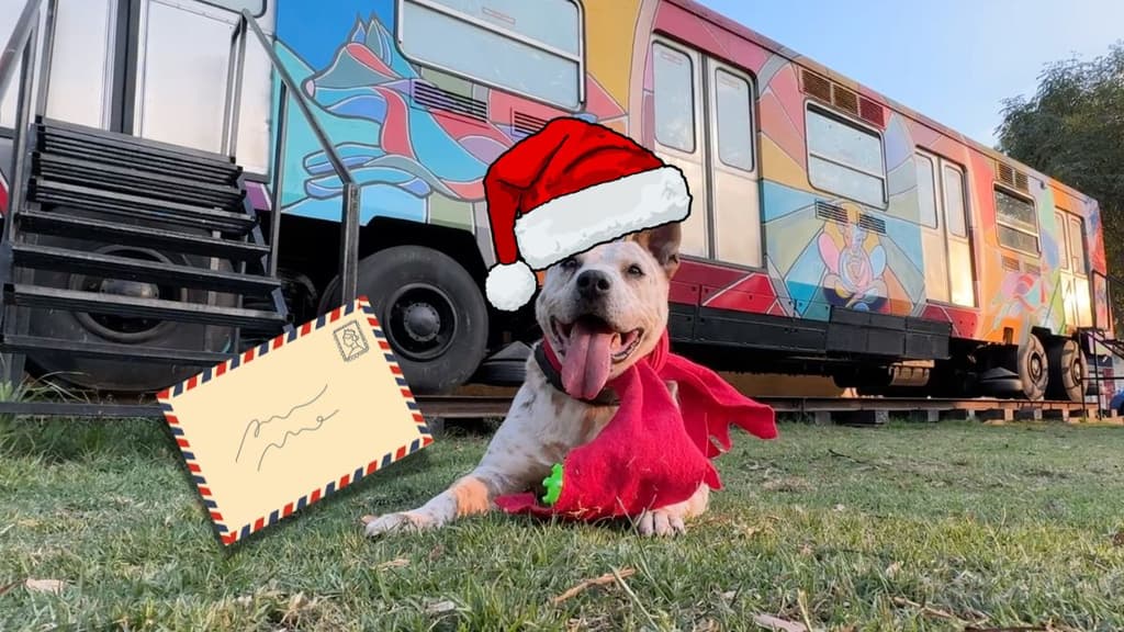 ¡No uses globos! Los perritos del Centro de Transferencia Canina serán los ayudantes oficiales.