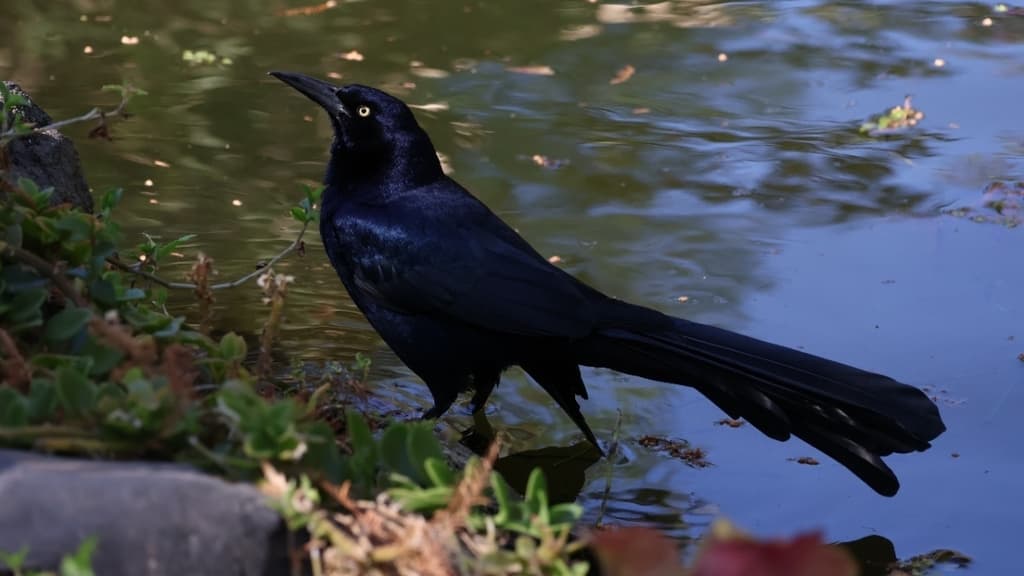 Saca los binoculares: habrá observación de aves en CDMX; ¿cuándo y dónde es?