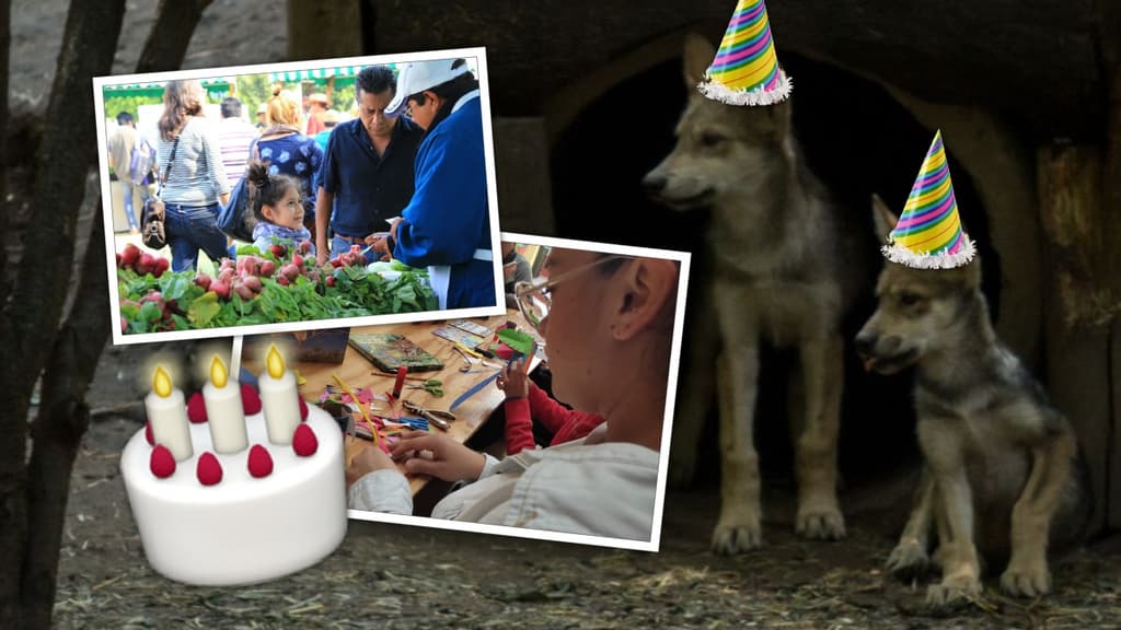 Talleres, conciertos y más: zoológico Los Coyotes cumple 27 años con actividades gratuitas