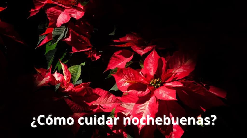 Las nochebuenas pueden recuperar su intenso color rojo después de invierno.