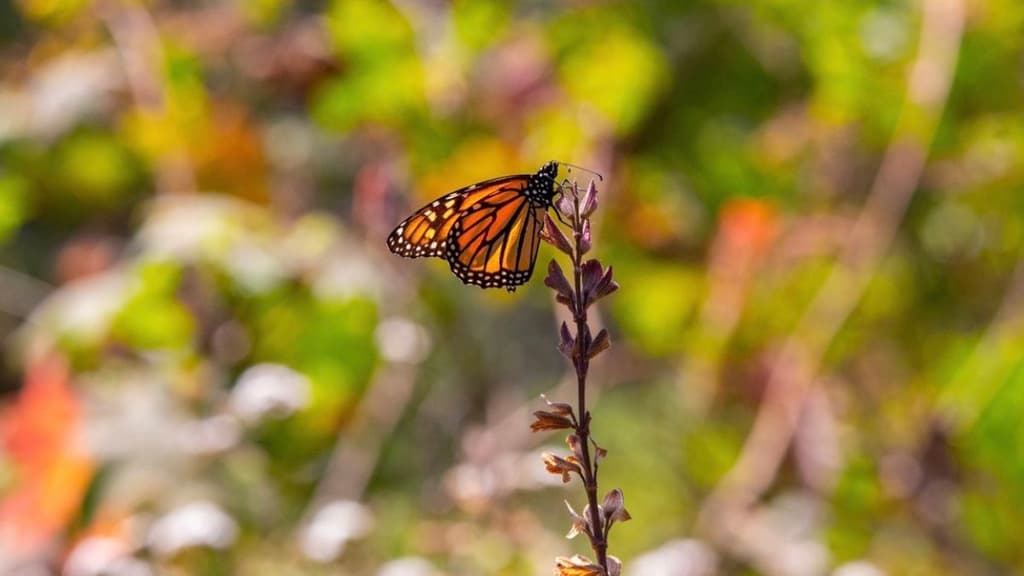Mariposa Monarca en México: cuándo verlas y dónde