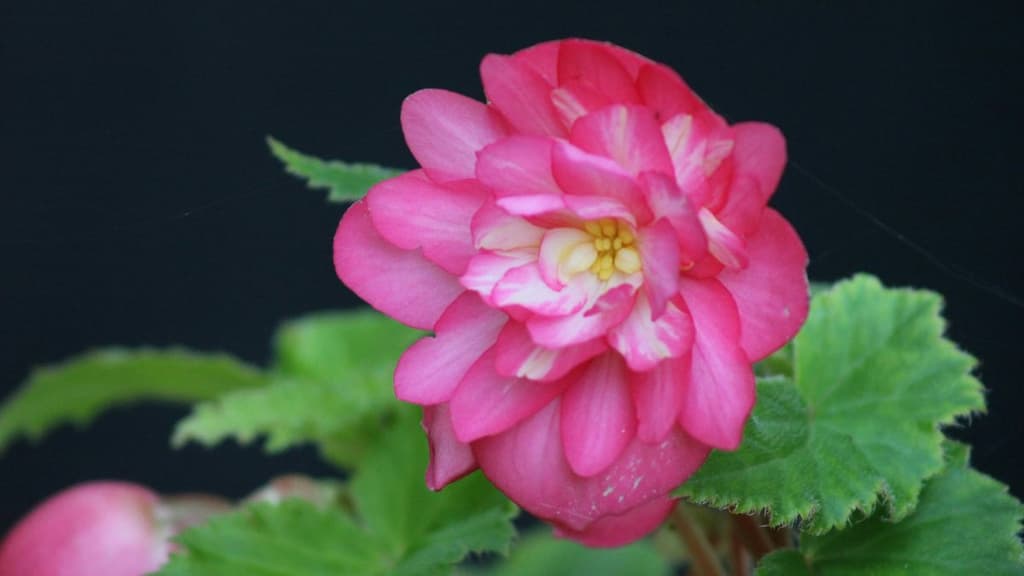 Plan cool para el 14 de febrero en CDMX: Lánzate al Jardín Botánico de la UNAM | Foto. Canva