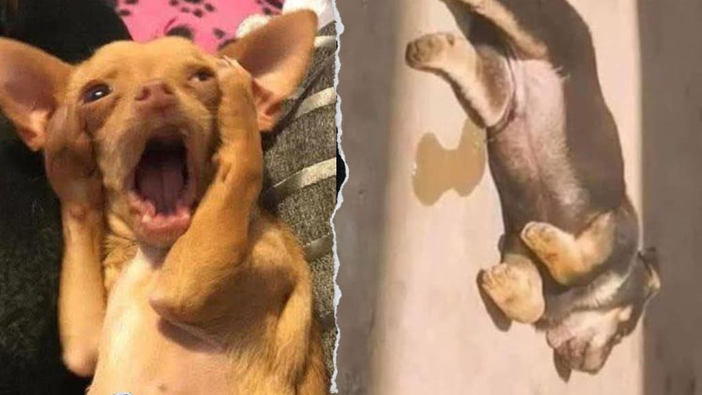 Tiembla la CDMX y los memes no perdonan: así se vivió el sismo de 6.5