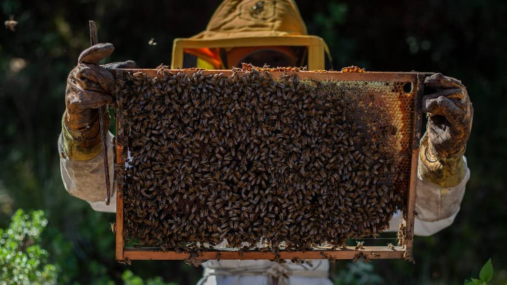 Así es practicar la apicultura, crianza de abejas en CDMX