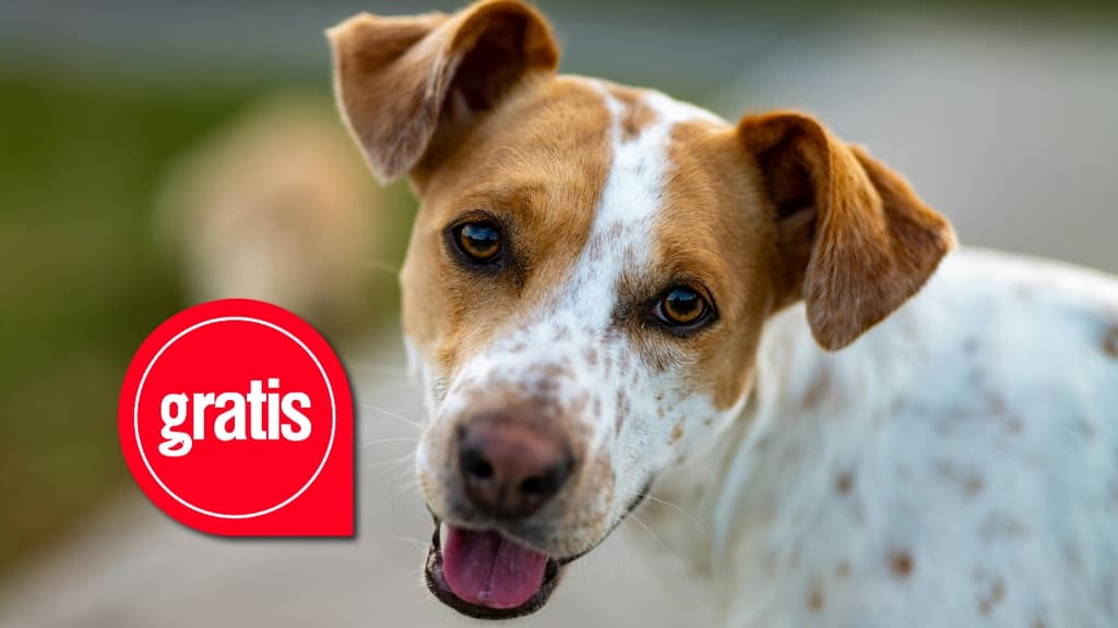 Día de los Amidogs: habrá feria de adopción de perritos en CDMX por San Valentín; ¿cuándo?