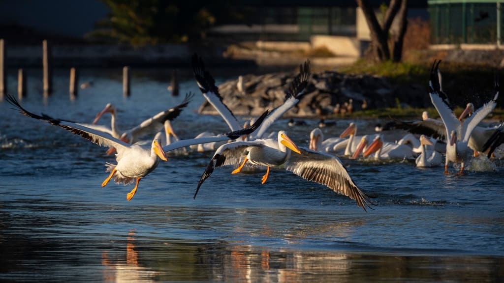 Así es la llegada de los pelícanos al Bosque de Aragón: un espectáculo natural en CDMX