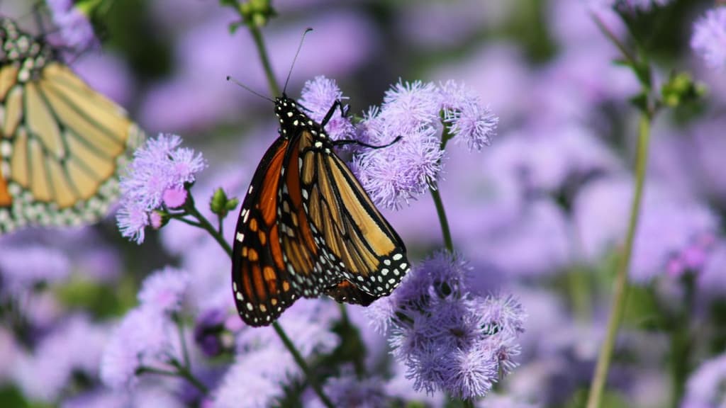 Lánzate a ver mariposas en Xochimilco ¡es GRATIS!