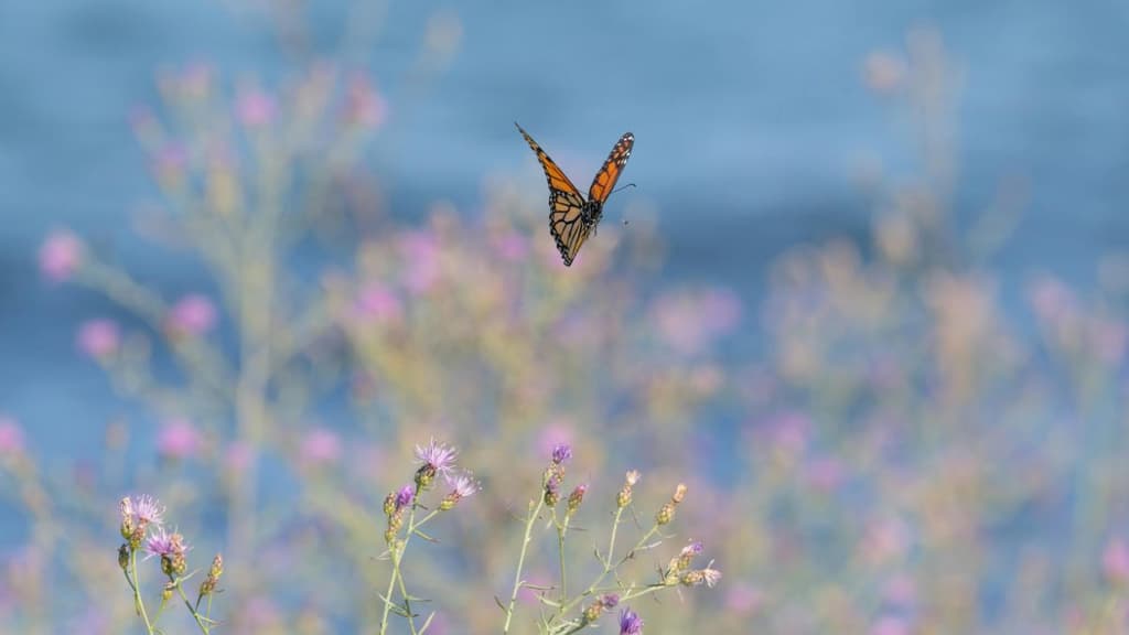Lánzate a ver mariposas en Xochimilco ¡es GRATIS! | Lizeth Basaldúa 