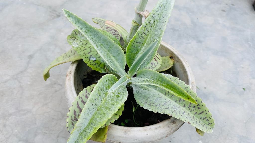 Festival de Macetas 2026 en CDMX: mercado de cerámica y diseño local en colonia Granada