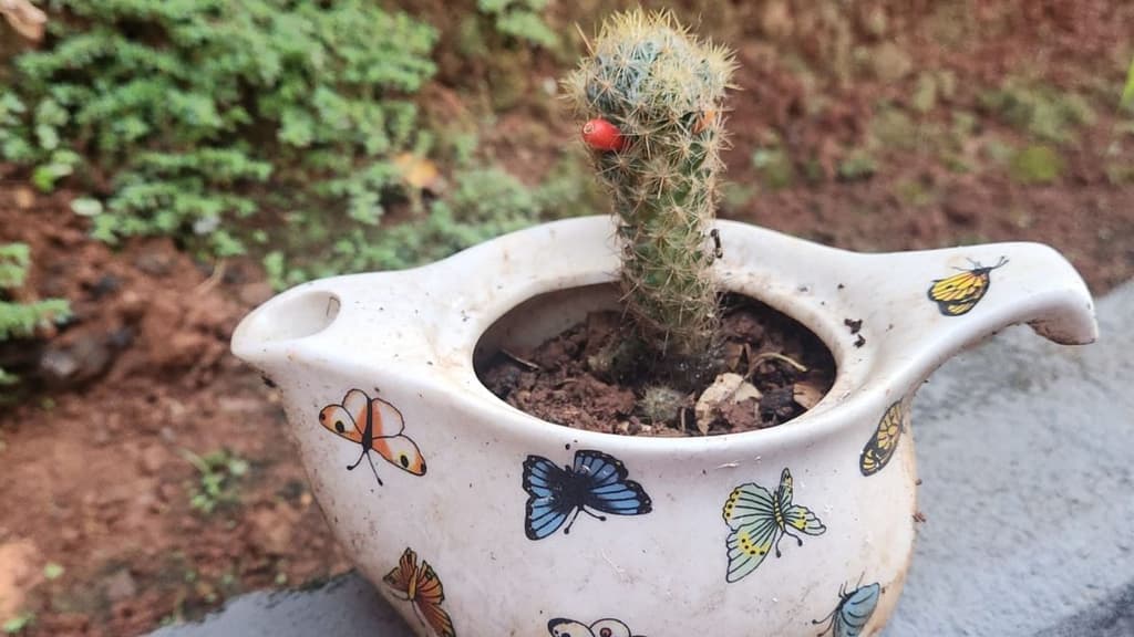 Festival de Macetas 2026 CDMX: fechas, sede, horarios y boletos | Foto: Canva 