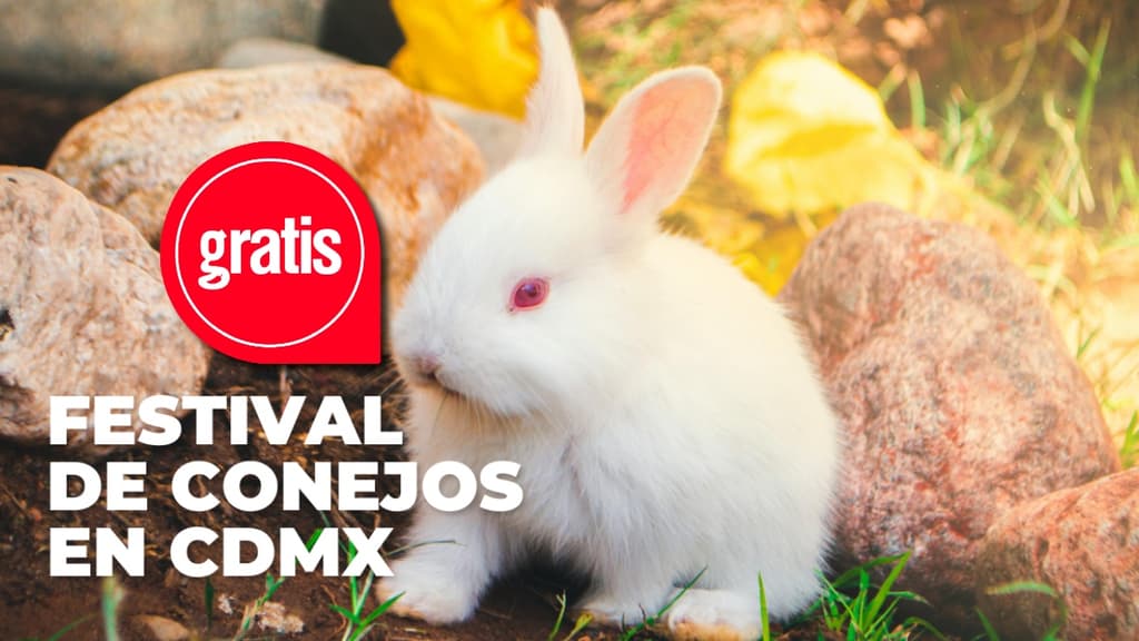 ¡Un plan adorable en CDMX! Conejitos, talleres y adopciones en un festival; ¿cuándo y dónde es? 