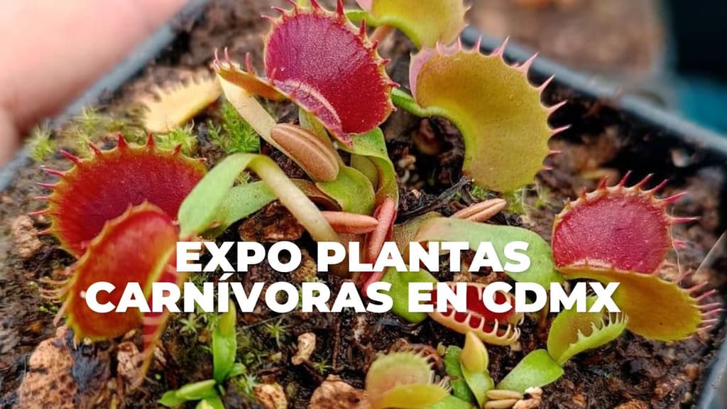 Habrá Expo Plantas Carnívoras en CDMX.