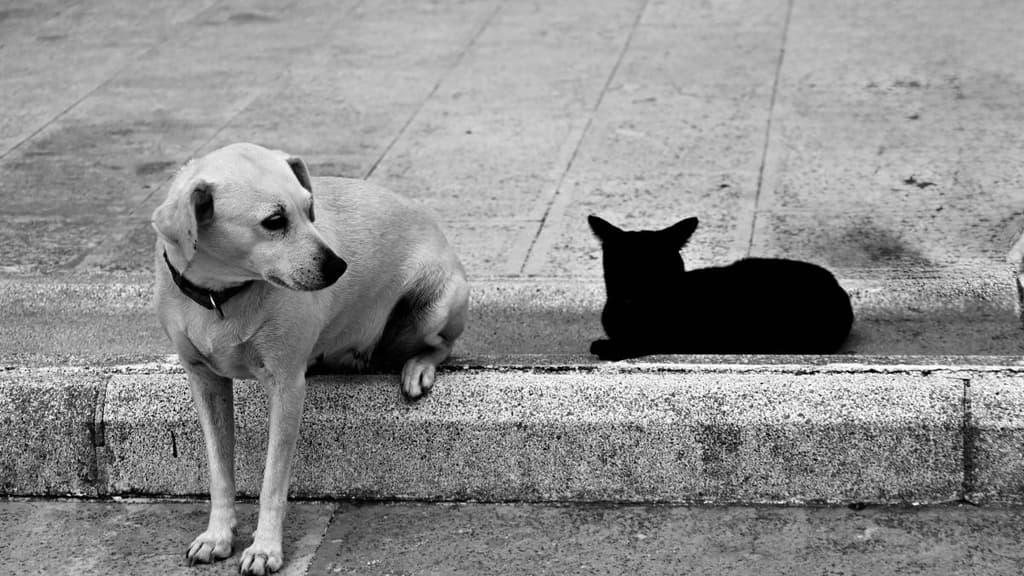 Perros y gatos en Feria de Bienestar Animal Tlalpan con servicios veterinarios | Foto: Canva