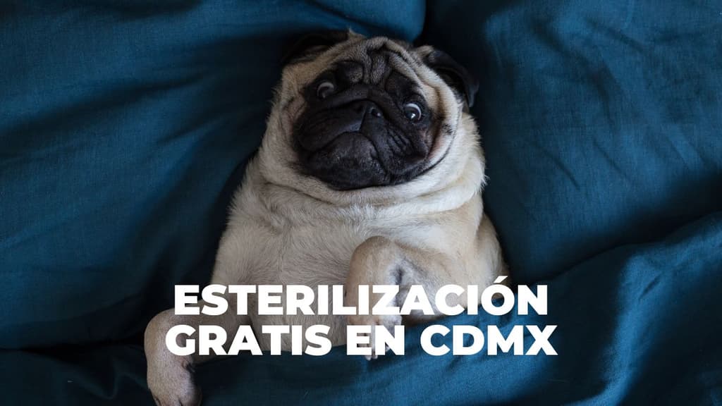 Campaña de esterilización gratis en CDMX.