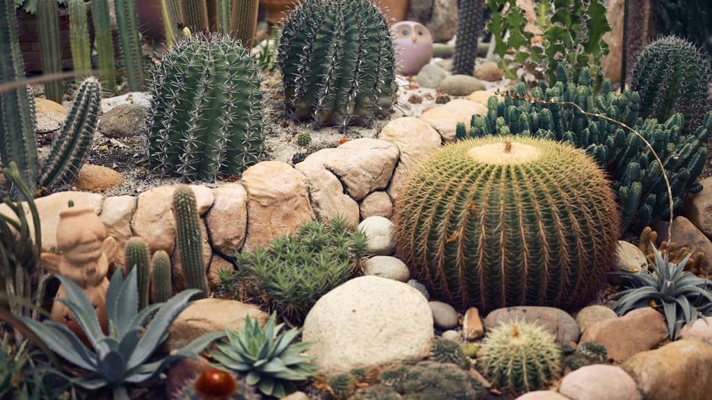 El Festival Cultural de las Cactáceas cumplirá 10 años con una edición especial en el Museo Casa del Risco.