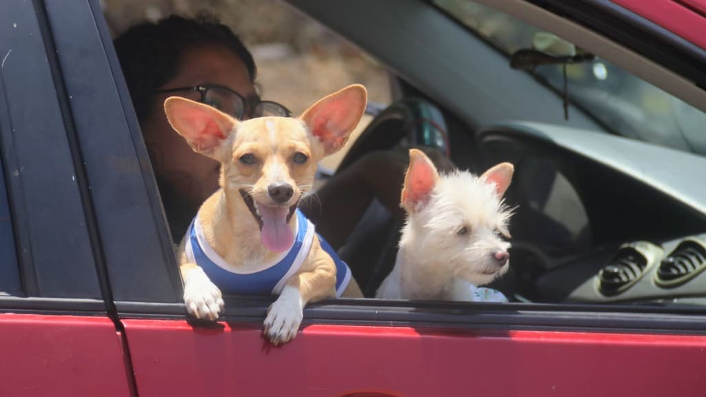 ¡Firulais ya tendrá CURP! Si adoptas o compras una mascota en Edomex, deberás registrarla