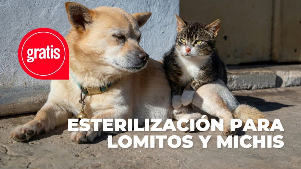 vacunación y esterilización para perros y gatos