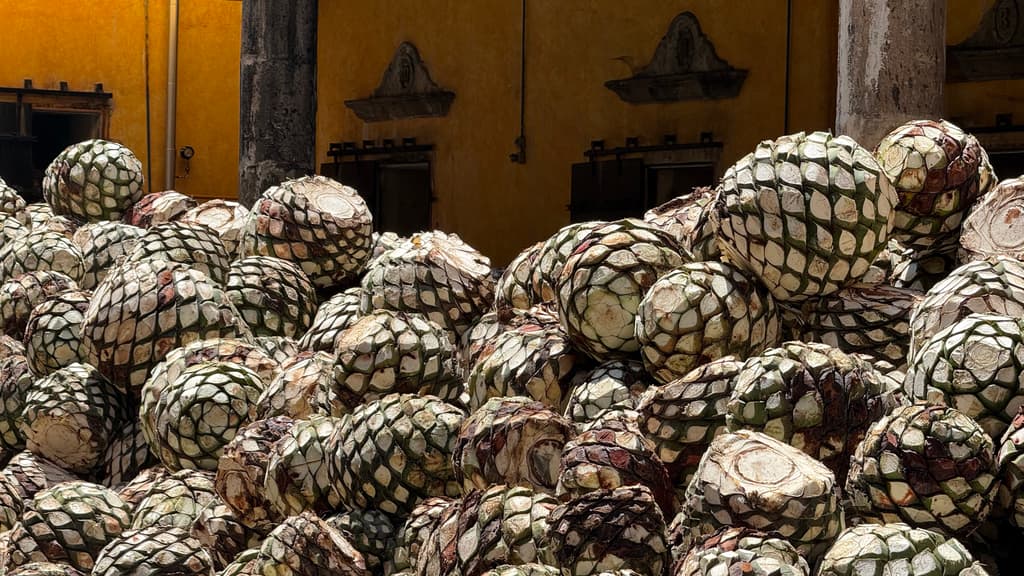 piña del aguave