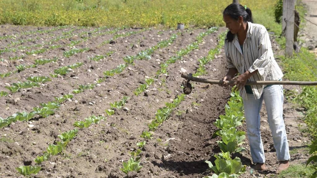 Mujeres productoras podrán liberarse de deudas impagables: así funciona el programa “Volver a Crecer”