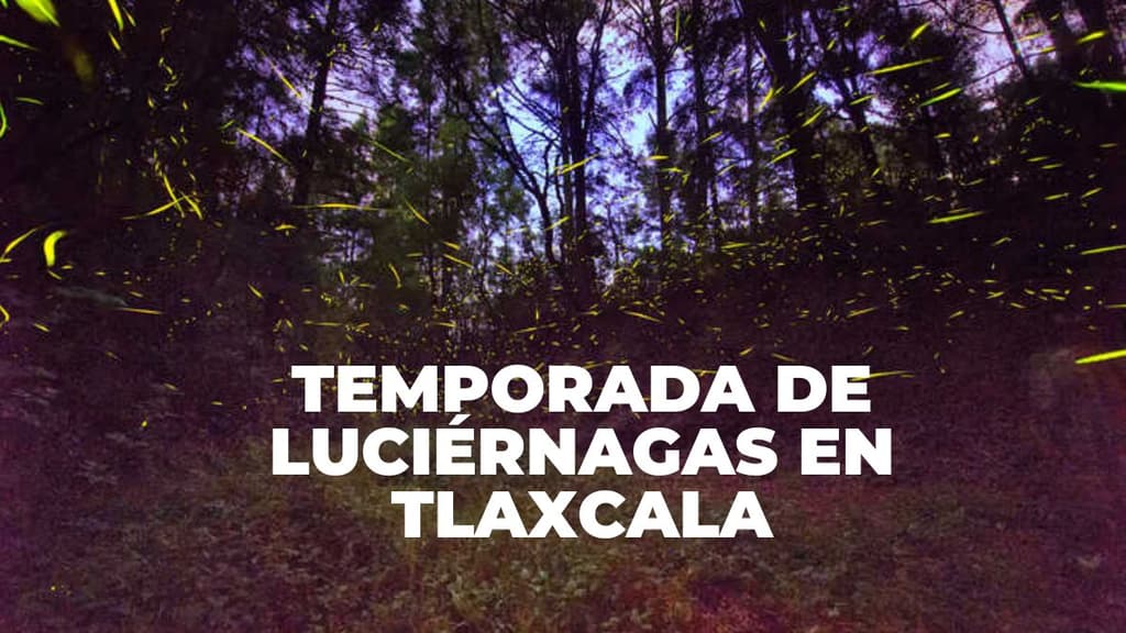 Lo que debes saber de la temporada 2026 de luciérnagas en Tlaxcala