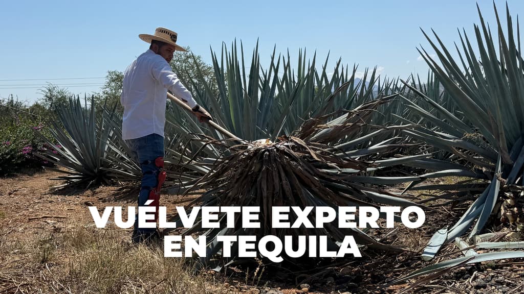 Vuélvete experto en Tequila