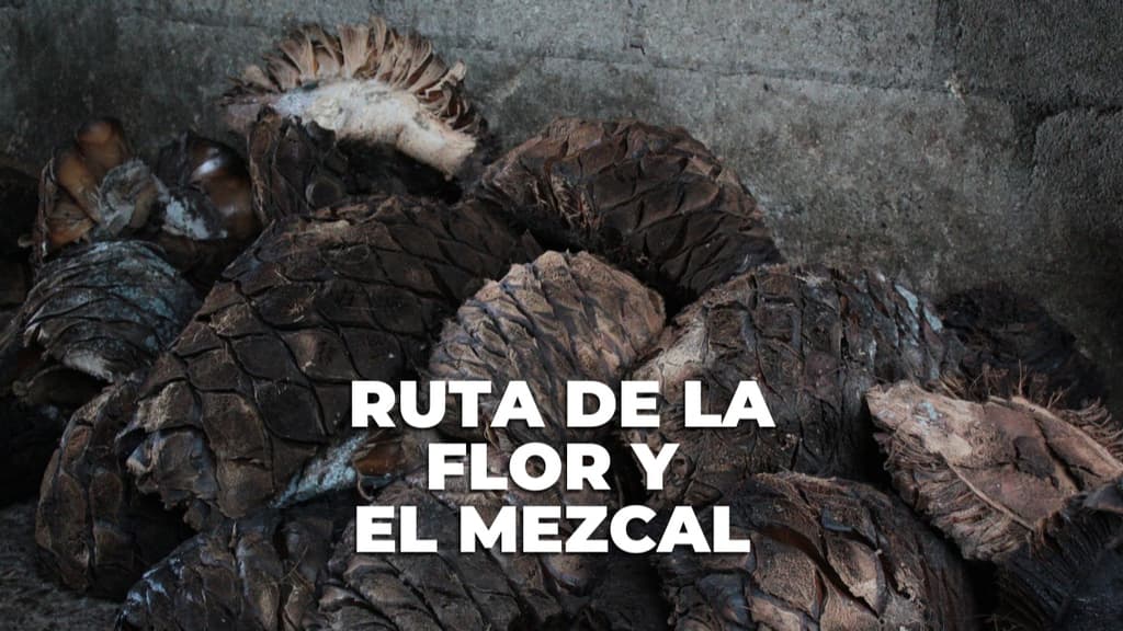 Así es la Ruta de la Flor y el Mezcal en Edomex: un viaje entre rosas, agaves y tradición