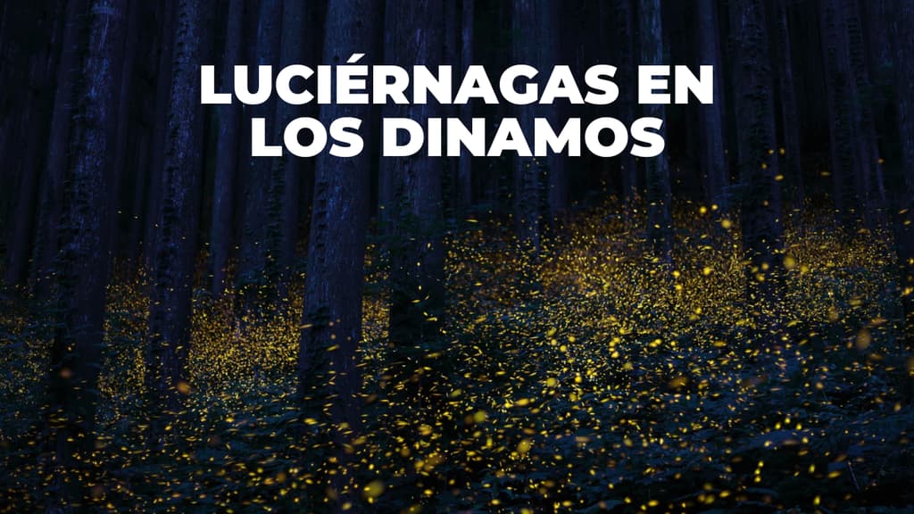 avistamiento-luciernagas-los-dinamos-2026-cdmx