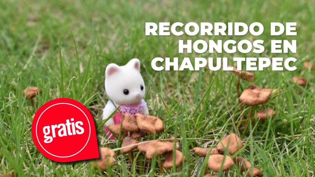 Chapultepec tendrá paseo de hongos y fotografía de Ternurines este julio: ¿cuándo?