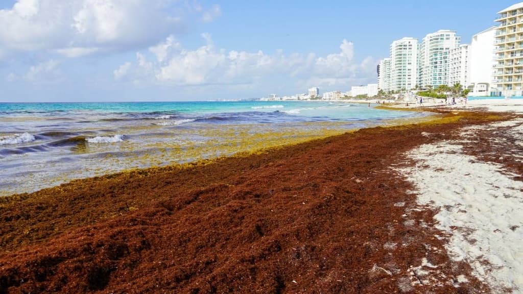 Productos de Sargazo de Quintana Roo