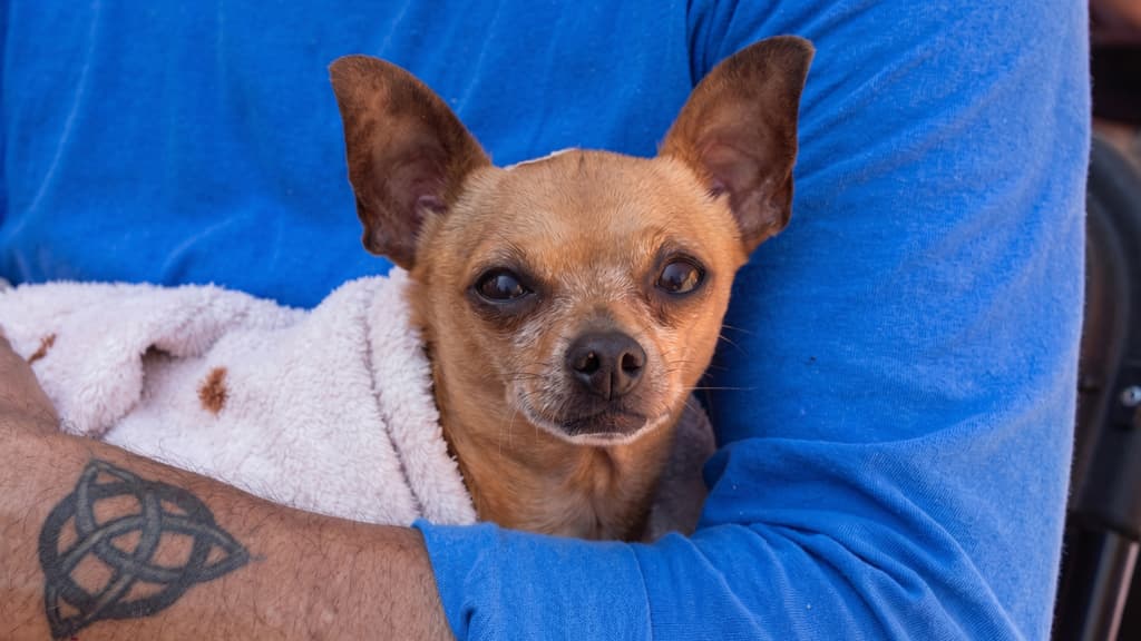 ¡Lleva al Toby! Edomex tendrá mega jornada de esterilización para perros y gatos… GRATIS