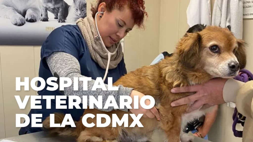 ¿Tu mascota necesita una consulta? Conoce dónde está y los servicios del Hospital Veterinario de la CDMX