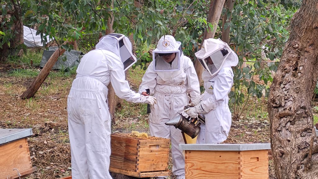 Hospital de abejas cdmx