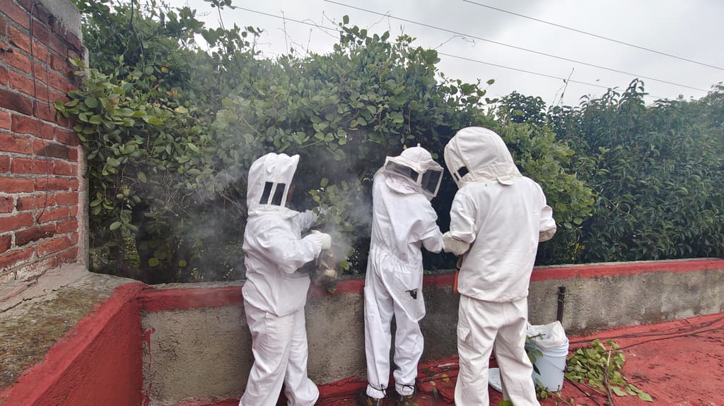 equipo de reubicación de abejas
