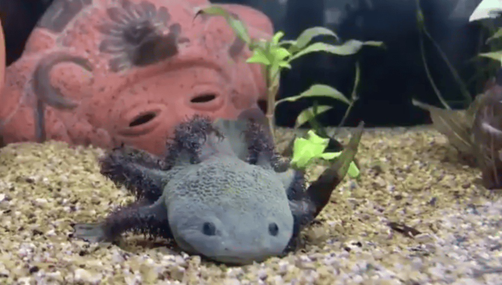 ajolotes del Parque Tezozómoc