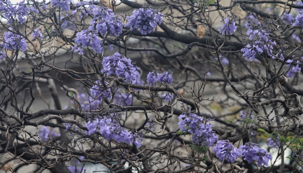 cuándo inicia la primavera 2021